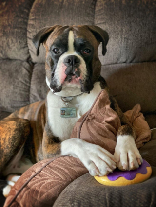 Illustration de l'article : 20 photos de Boxers qui vont vous faire craquer