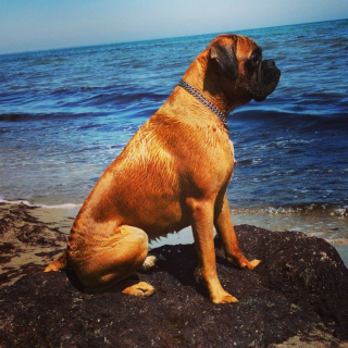 Illustration de l'article : 20 photos de Boxers qui vont vous faire craquer