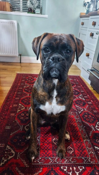 Illustration de l'article : 20 photos de Boxers qui vont vous faire craquer