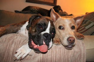 Illustration de l'article : 20 photos de Boxers qui vont vous faire craquer