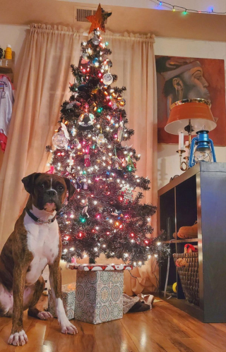 Illustration de l'article : 20 photos de Boxers qui vont vous faire craquer