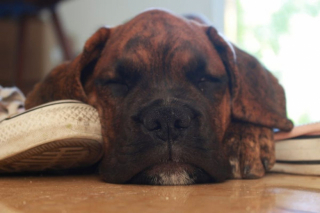 Illustration de l'article : 20 photos de Boxers qui vont vous faire craquer