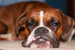 Illustration de l'article : 20 photos de Boxers qui vont vous faire craquer