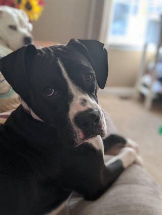 Illustration de l'article : 20 photos de Boxers qui vont vous faire craquer