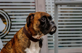 Illustration de l'article : 20 photos de Boxers qui vont vous faire craquer