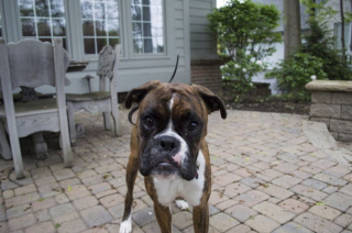 Illustration de l'article : 20 photos de Boxers qui vont vous faire craquer