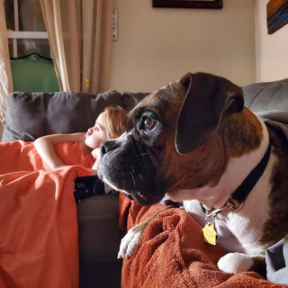 Illustration de l'article : 20 photos de Boxers qui vont vous faire craquer