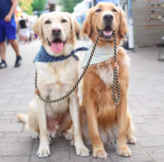 Illustration de l'article : 19 photos amusantes de chiens qui en promènent d'autres