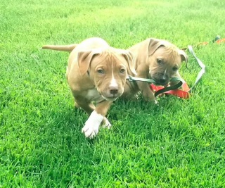 Illustration de l'article : 19 photos amusantes de chiens qui en promènent d'autres