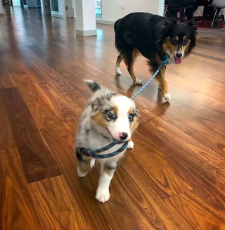 Illustration de l'article : 19 photos amusantes de chiens qui en promènent d'autres