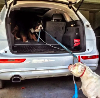 Illustration de l'article : 19 photos amusantes de chiens qui en promènent d'autres