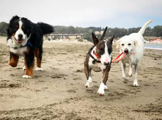 Illustration de l'article : 19 photos amusantes de chiens qui en promènent d'autres