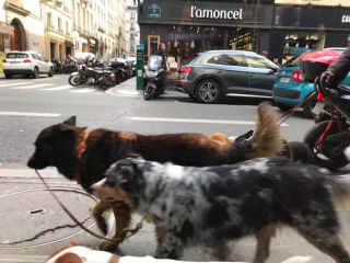 Illustration de l'article : 19 photos amusantes de chiens qui en promènent d'autres