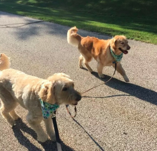 Illustration de l'article : 19 photos amusantes de chiens qui en promènent d'autres