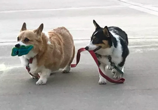 Illustration de l'article : 19 photos amusantes de chiens qui en promènent d'autres