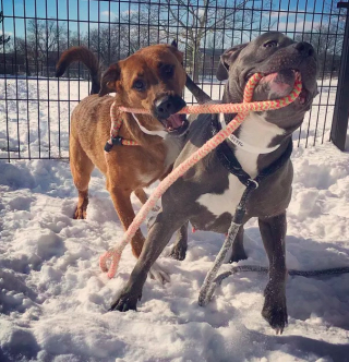 Illustration de l'article : 19 photos amusantes de chiens qui en promènent d'autres
