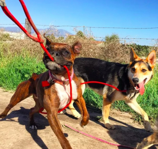 Illustration de l'article : 19 photos amusantes de chiens qui en promènent d'autres