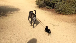 Illustration de l'article : 19 photos amusantes de chiens qui en promènent d'autres