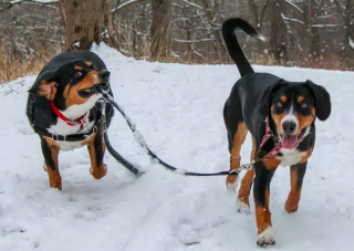 Illustration de l'article : 19 photos amusantes de chiens qui en promènent d'autres