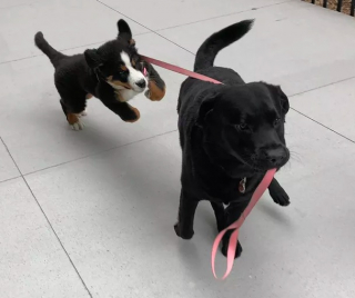 Illustration de l'article : 19 photos amusantes de chiens qui en promènent d'autres