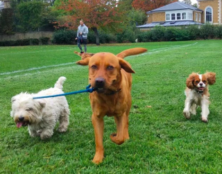 Illustration de l'article : 19 photos amusantes de chiens qui en promènent d'autres