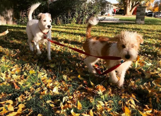 Illustration de l'article : 19 photos amusantes de chiens qui en promènent d'autres