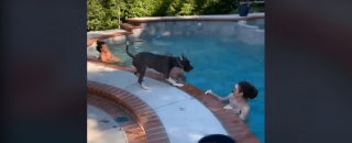 Illustration de l'article : Un chien, qui n'a jamais appris à nager, n’hésite pas à sauter dans l’eau pour sauver son maître (vidéo)