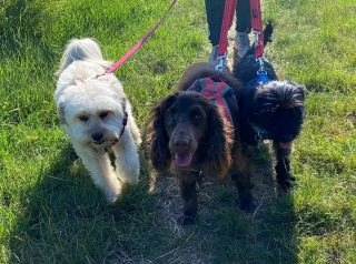 Illustration de l'article : Totalement négligée par son ancien propriétaire, une chienne perd l’usage d’un œil, mais son opération va la transformer