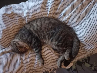 Illustration de l'article : Un chat qui paraissait le double de son âge se métamorphose après avoir trouvé une famille aimante