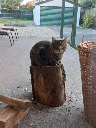 Illustration de l'article : Un chat qui paraissait le double de son âge se métamorphose après avoir trouvé une famille aimante