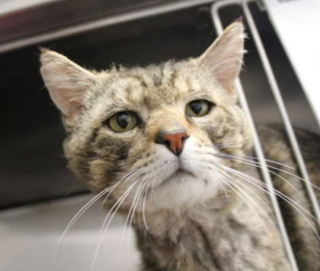 Illustration de l'article : Un chat qui paraissait le double de son âge se métamorphose après avoir trouvé une famille aimante