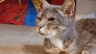 Illustration de l'article : 8 ans plus tard, une famille retrouve son chat qui avait disparu suite à son déménagement 