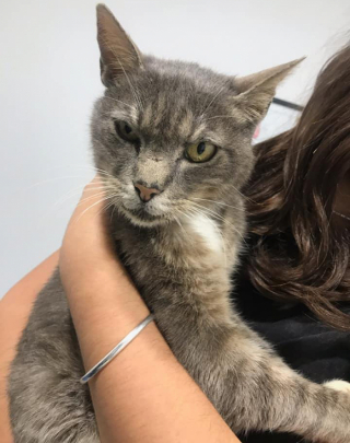 Illustration de l'article : 8 ans plus tard, une famille retrouve son chat qui avait disparu suite à son déménagement 