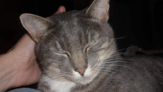 Illustration de l'article : 8 ans plus tard, une famille retrouve son chat qui avait disparu suite à son déménagement 