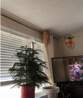 Illustration de l'article : 17 photos de chats imbattables au jeu de cache-cache et vous invitant à jouer à les retrouver