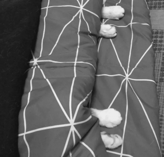 Illustration de l'article : 17 photos de chats imbattables au jeu de cache-cache et vous invitant à jouer à les retrouver