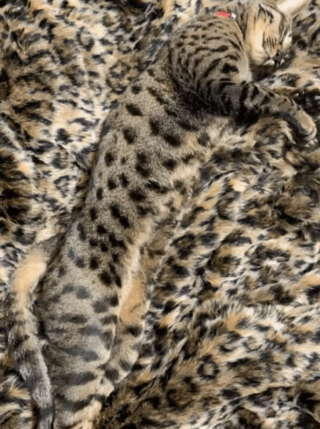 Illustration de l'article : 17 photos de chats imbattables au jeu de cache-cache et vous invitant à jouer à les retrouver