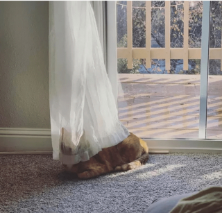 Illustration de l'article : 17 photos de chats imbattables au jeu de cache-cache et vous invitant à jouer à les retrouver