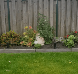 Illustration de l'article : 17 photos de chats imbattables au jeu de cache-cache et vous invitant à jouer à les retrouver