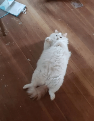 Illustration de l'article : 17 photos de chats imbattables au jeu de cache-cache et vous invitant à jouer à les retrouver