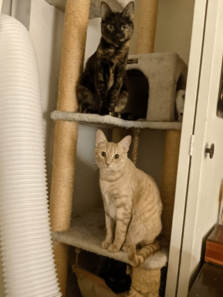 Illustration de l'article : 17 photos de chats imbattables au jeu de cache-cache et vous invitant à jouer à les retrouver