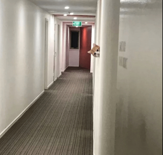 Illustration de l'article : 17 photos de chats imbattables au jeu de cache-cache et vous invitant à jouer à les retrouver