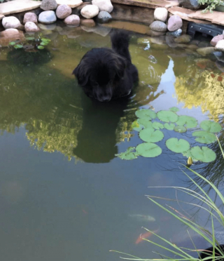 Illustration de l'article : 18 photos drôles et attendrissantes de chiens persuadés d'être des chats