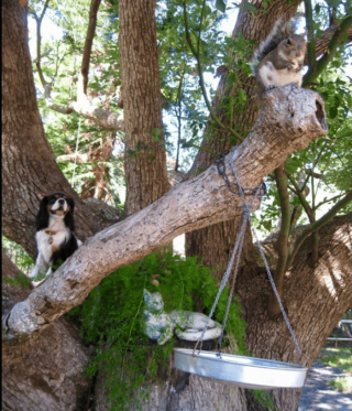 Illustration de l'article : 18 photos drôles et attendrissantes de chiens persuadés d'être des chats