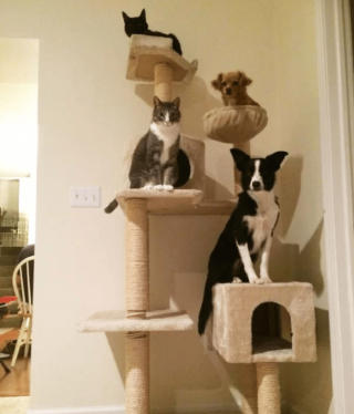 Illustration de l'article : 18 photos drôles et attendrissantes de chiens persuadés d'être des chats