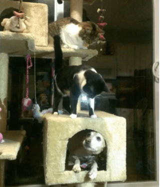 Illustration de l'article : 18 photos drôles et attendrissantes de chiens persuadés d'être des chats