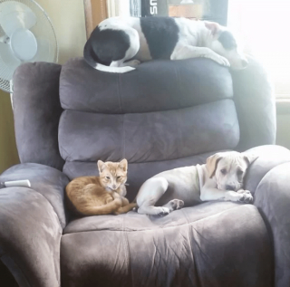 Illustration de l'article : 18 photos drôles et attendrissantes de chiens persuadés d'être des chats