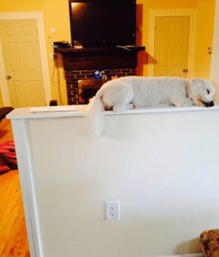 Illustration de l'article : 18 photos drôles et attendrissantes de chiens persuadés d'être des chats