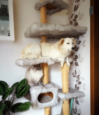 Illustration de l'article : 18 photos drôles et attendrissantes de chiens persuadés d'être des chats