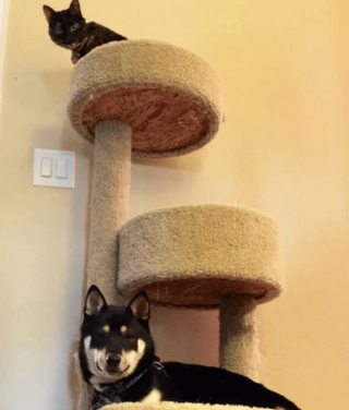 Illustration de l'article : 18 photos drôles et attendrissantes de chiens persuadés d'être des chats